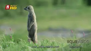 Meerkat standing on hind legs, looking around on guard and walking around.