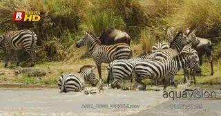Herd of young and adult Blue Wildebeest and Zebras crossing the river.