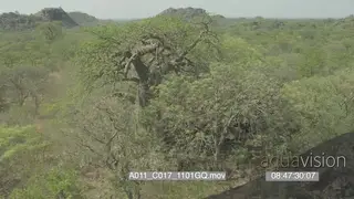 Aerial over Mashatu Baobab tree