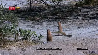 Two cape ground squirrels standing nervously next to their den facing away from camera.