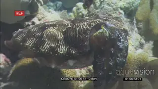 Cuttlefish on coral reef changing color and form PROFILE UW