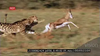 A pair of young cheetahs chasing and catching a springbok