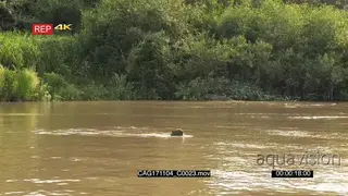 Jaguar (Panthera onca) hunting along riverbank.