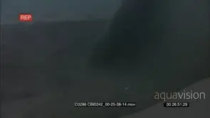 Adult Sea otter digging and foraging for preys on the sea floor, DAY;UW.