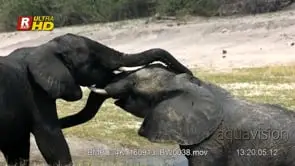 Adult African Elephant sparring on the Riverbank, dominance display.