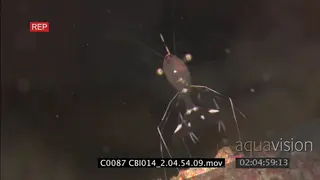 Galapagos Cleaner Shrimp on coral FF