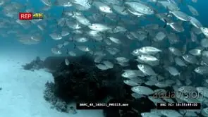 A large school of Bigeye snappers swimming past by the camera GOOD LIGHT