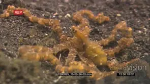mimic octopus resting UNDERWATER