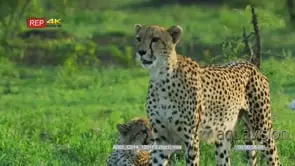 Cheetah stalking one lying in behind