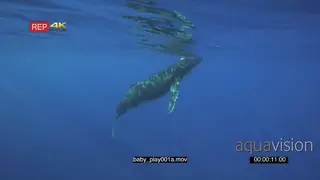 Young Humpback whale calf surface from deep blue UW