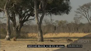 Lion cubs play, walk around lions, lions walk away WS; FF Male Cecil Lion