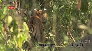 Bengal tiger patrolling territory, stalking in green woodland PROFILE AmCam
