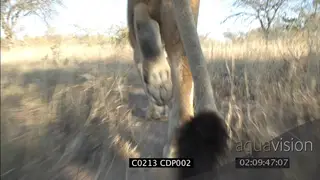 Lion walking in woodland, CU on tail and feet