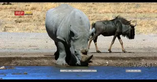 Two wildebeest walking pass white rhino drinking water
