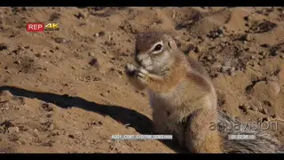 close up of the body of a cape ground squirrel.
