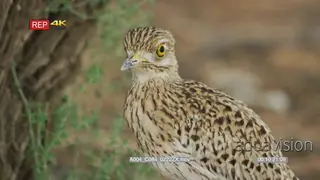 Spotted thick-knee standing in shade