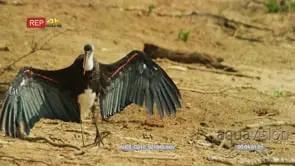 Wooly-necked stork sunning wings