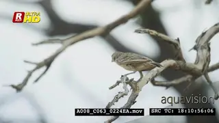 Sociable weaver sitting on a tree branch looking around.