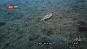 Tracking shot of a white net-Octopus, octopus sp2 swimming over the sea sand