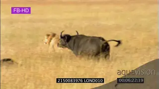 Cape Buffalo and Lion Interaction sequence