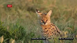 The serval (Leptailurus serval) Sitting and Looking around