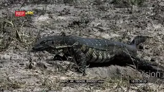 A Monitor Lizard Searching for food on the dry Riverbank MS