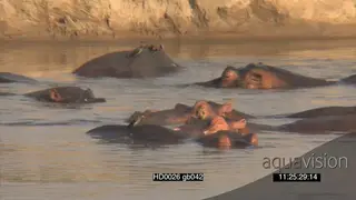 Hippo pod social behaviour getting agitated moving around in river