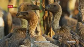 Close up shot of flock of white-backed vultures head looking around