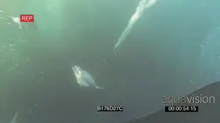 Cape Fur Seals Common Dolphins swimming circling around Cape Gannets diving into…