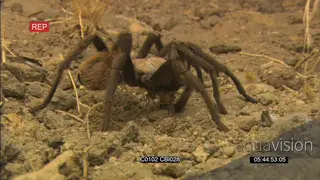 Baboon tarantula spider feeding on a prey SCENIC MCU