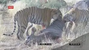 Tiger Canyons, Tigers feeding on Kudu kill BLOODY