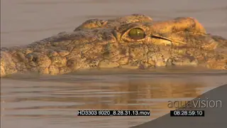Nile Crocodile swimming across river from right to left half sub-merged in water