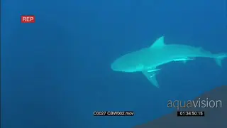 A bull shark swimming and feeding UW