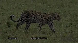 Lone Female Leopard Walking and hunting around the Savannah during Sunrise MLS