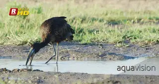 Openbilled stork standing in water, locating and foraging aquatic insects with its beak.