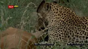 Leopard suffocating Kudu, holding on to its neck MS