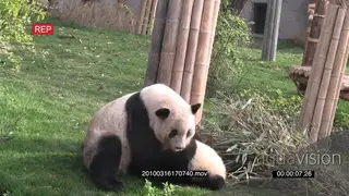 Giant Panda bear mother feeding her tree cubs WS GENERAL BEHAVIOUR