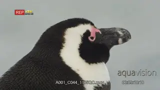 Close side view shot of African penguin's head