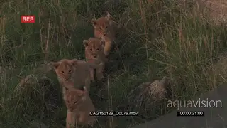 African Lion cubs walking towards camera on bushveld WS ZI MLS HAND