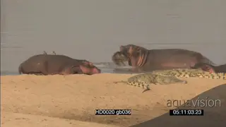 Hippo pod social behaviour in river float of Nile Crocodiles basking resting on.