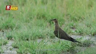 Black-winged pratincole walking and looking around.