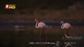 Greater flamingos walking, searching and looking around.
