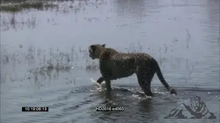 Cheetah crossing the Savuti River in Botswana MS WS
