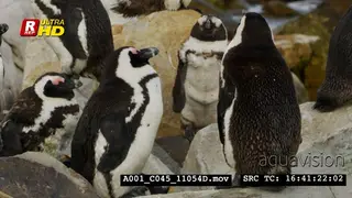 Group of African Penguins standing, preening, looking around and shaking head.