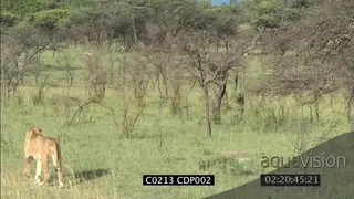 Male Lion stalking hunting herd of Impala MS FAILS