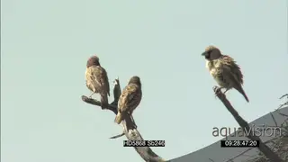 Sociable weavers on tree preening scouting around