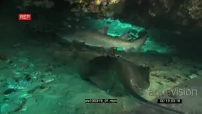 Bluespotted Ribbontail Ray moving and Sand Tiger Sharks hunting with a school of Striped.