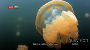 Close up of an undulating Golden Jellyfish,Mastigias papua etpisoni in Jellyfish lake on.