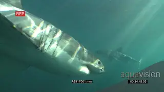A pair of Great white sharks gently swimming underwater in ocean over and near camera UW.