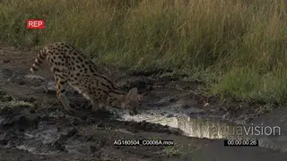 Serval male drinking from mudpool